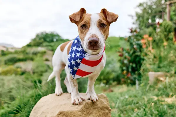 Amerikan bandanalı Jack Russell Terrier köpeği 4 Temmuz için doğada poz veriyor.