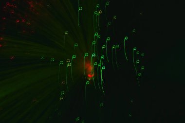 Kırmızı ve yeşil ışık yollarının soyut uzun pozlama fotoğrafçılığı