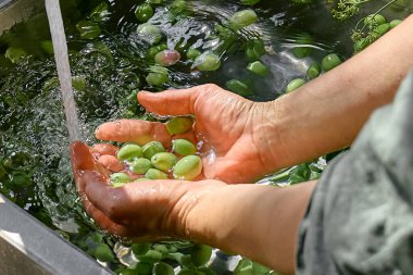 Kadın mayalanmış zeytin hazırlıyor, mutfakta lavaboda yıkıyor. Sonbahar sebze konservesi.