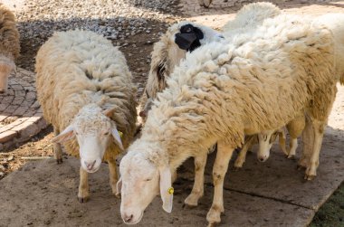group of sheeps in cage