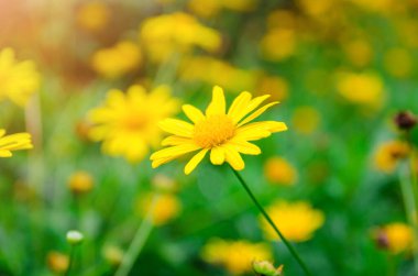 close up of yellow Dasie flower with green leaf background