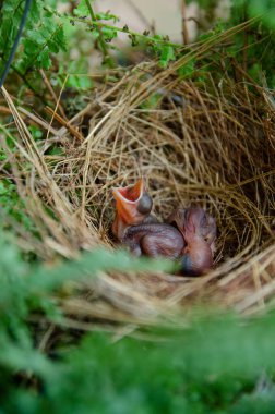 Küçük kuşlar kuş yuvasında kalır yeşil arka planda kalırlar.