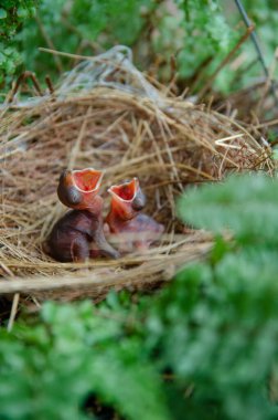 Küçük kuşlar kuş yuvasında kalır yeşil arka planda kalırlar.