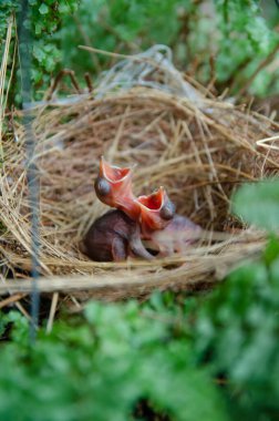 Küçük kuşlar kuş yuvasında kalır yeşil arka planda kalırlar.