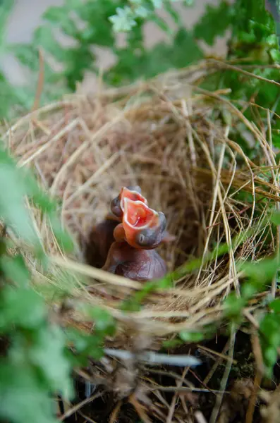 Küçük kuşlar kuş yuvasında kalır yeşil arka planda kalırlar.