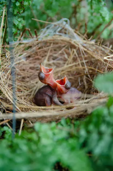Küçük kuşlar kuş yuvasında kalır yeşil arka planda kalırlar.