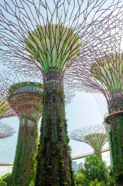Güneşli bir günde Singapur 'da, Sahil kenarındaki Garden' daki dev ağaç binası.