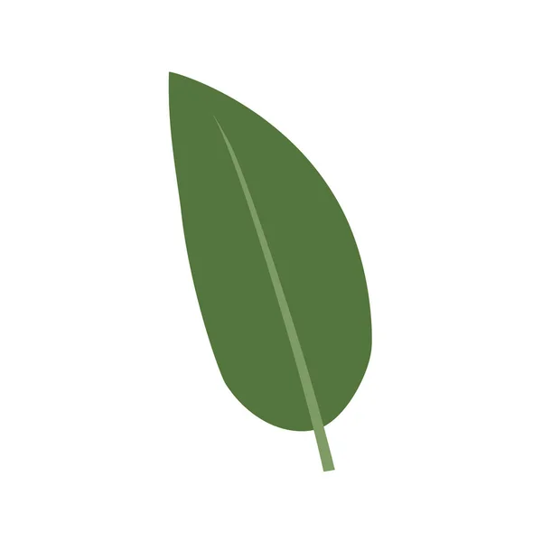 Dieffenbachia Blatt Blatt Flachen Stil — Stockvektor