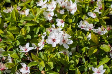 Badem ağacının beyaz çiçeklerine yakın çekim
