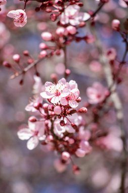 Badem ağacının pembe çiçeklerine yakın çekim