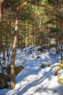 La Pedriza 'da karla kaplı yemyeşil çam ormanı