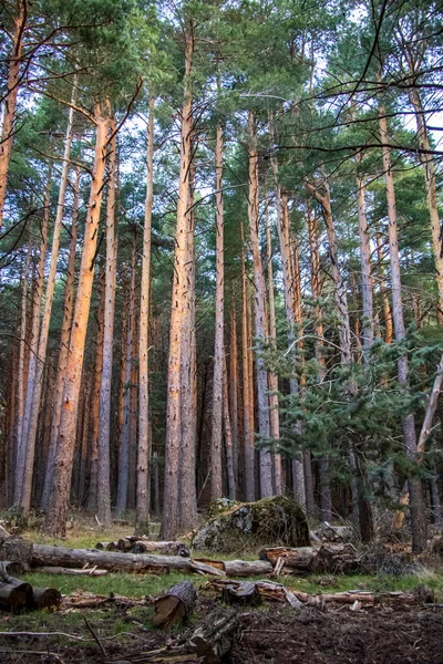 Pedriza Yemyeşil Çam Ormanı — Stok fotoğraf