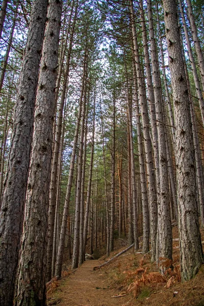 Bir Çam Ormanında Dağ Yolu — Stok fotoğraf