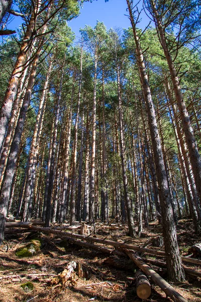 Pedriza森林茂密的松树林 — 图库照片