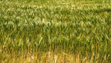 Baharda arpa tarlalarının kapanışı