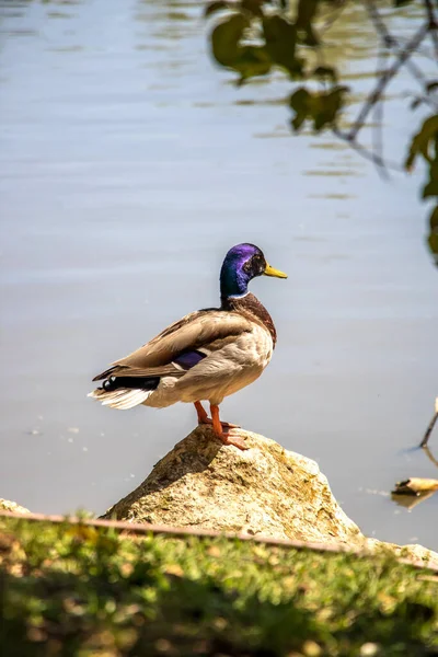Common Duck Shores Lake — Stock Photo, Image