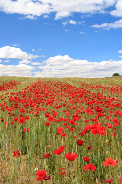Poppy field under a blue sky