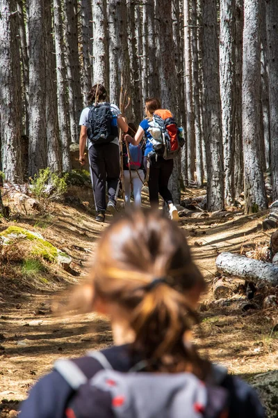 Chica Caminando Sendero Montaña Entre Bosque Pinos —  Fotos de Stock