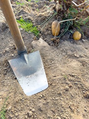 Hasat zamanı çapalı patates tarlası