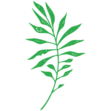 Basit bir el taze yapraklı yeşil tropikal okaliptüs dalı çizer ve grunge deseni çizer. Tek renkli botanik bitkisi. Çiçek desenli, zarif doğa bitkisi.