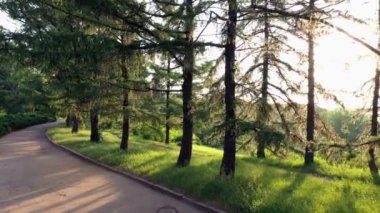 Yol ve parktaki yeşil ağaçlar. Yol ve parlak güneş ışığı..