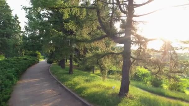 Gehweg Und Grüne Bäume Park Gehweg Für Sport Gesäumt Von — Stockvideo
