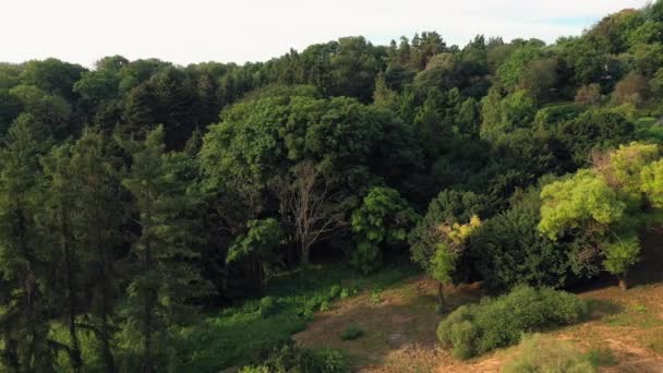 Parkta Yeşil Ağaçları Olan Güzel Bir Çayır Uçan Dan Görüntü — Stok video