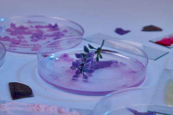 Bitkiyi Cam Bir Petri Kabına Koy Biyolojik Araştırma Kavramı — Stok fotoğraf