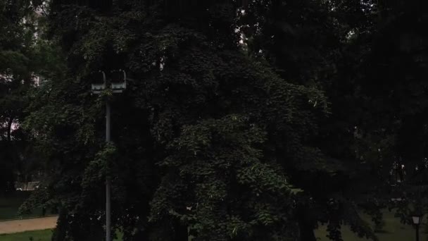 Zamknij Teksturę Zielonych Liści Drzew Widok Drona Wznoszącego Się Dołu — Wideo stockowe