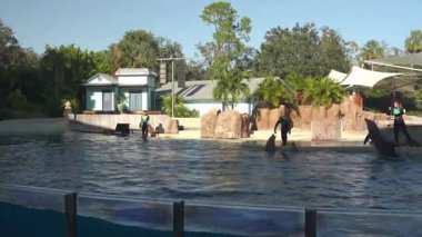 Orlando, Florida, ABD - 11.15.2024: Eğiticiler, Deniz Dünyası 'nda canlı bir oturumda yunuslarla etkileşim halindedir. Etkinlik, yunuslarla canlı bir ortamda bağ kurarken eğitmenlerin becerilerini gösteriyor..