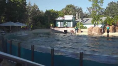 Orlando, Florida, ABD - 11.15.2024: Denizci parkında yapılan ilgi çekici bir performans sırasında eğitmenlerin yunuslarla etkileşimini izleyin. Seyirciler havuzun etrafında toplanmış güneşli bir gökyüzünün altında heyecan verici su gösterisinin tadını çıkarıyorlar..