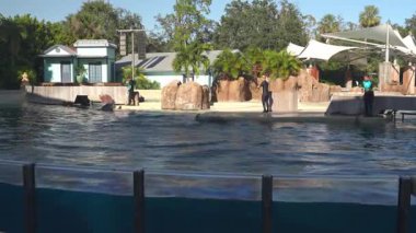 Orlando, Florida, ABD - 11.15.2024: Konuklar etkileşimli bir gösteri sırasında eğitmenlerin yunus becerileri ve davranışlarını sergilemesi gibi ilgi çekici bir deneyimden hoşlanıyorlar. Eğitmenlerin eğitici görüşler sağladığı atmosfer çok canlı..