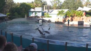 Orlando, Florida, ABD - 11.15.2024: Yunusların bir deniz parkı gösterisinde inanılmaz yeteneklerini sergileyerek suya atlayıp dönmelerindeki heyecana tanık olun. Seyirciler, hayvanların performansını hayranlık ve neşeyle izliyor..
