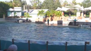Orlando, Florida, ABD - 11.15.2024: Bir deniz parkında dört yunus mükemmel bir uyum içinde sudan yüksek atlıyor. Sahnedeki antrenörler, güneşli gökyüzü ve palmiye astarlı çevrenin altındaki performansa rehberlik ederler..