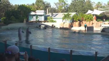 Orlando, Florida, ABD - 11.15.2024: Sea World Park 'taki koreografili bir gösteride iki yunus aynı anda sudan atlıyor. Eğitmenler ve konuklar güneşli gökyüzünün altındaki etkileyici su gösterisinin tadını çıkarıyorlar..