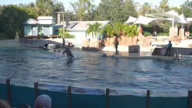 Orlando, Florida, ABD - 11.15.2024: Canlı bir açık hava ortamında deniz hayvanlarıyla çalışan eğitmenlerin yer aldığı heyecan verici bir yunus gösterisi deneyin. Bu zeki yaratıkların yeteneklerini ve çevikliklerini nasıl gösterdiklerini izleyin..