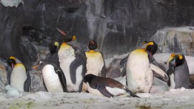 Penguenler karlı ortamlarını keşfeder. Canlı etkileşimleri ziyaretçilerin neşeli davranışlarını gözlemlemeleri için hoş bir ortam yaratıyor..