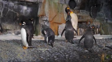 Bir grup penguen kayalık yaşam alanlarının etrafında paytak paytak yürüyor, birbirleriyle etkileşime giriyor ve gün boyunca canlı bir deniz ortamında benzersiz davranışlarını sergiliyorlar..