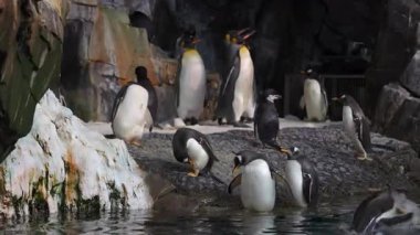Penguen türlerinin etkileşimini izleyin ve bir deniz parkında yaşam alanlarını keşfedin. Canlı atmosfer, onların neşeli doğasını ve benzersiz davranışlarını vurguluyor..