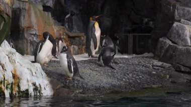 Birden fazla penguen, kayalar ve suyla dolu bir yaşam alanında yüzerken ve etkileşime girerken görülüyor. Oyuncu atmosfer, doğal davranışlarını iyi tasarlanmış bir ortamda sergiliyor..