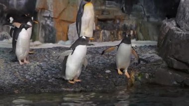 Bir grup oyuncu penguen suyun yanında etkileşime girer, diğerleri paytak paytak yürürken suya dalarlar. Sahnede kayalık dokular ve su elementleri yer alıyor, bu da onu ilgi çekici kılıyor..
