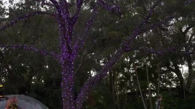Orlando, Florida, ABD - 11.15.2024: Ziyaretçiler, ağaçların renkli ışıklarla kaplanmasıyla deniz parklarının güzelliğini artıran canlı bir Noel atmosferinin keyfini çıkarıyorlar. Olay bu akşam gerçekleşiyor ve büyülü bir sahne yaratıyor..