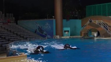 Orlando, Florida, ABD - 11.15.2024 Deniz Dünyası 'nda büyüleyici bir gece gösterisinde balinaların zekalarını ve zarafetlerini sergiledikleri nefes kesici gösterinin tadını çıkarın. Güçlü hareketlerine ve senkronize hareketlerine tanık olun..