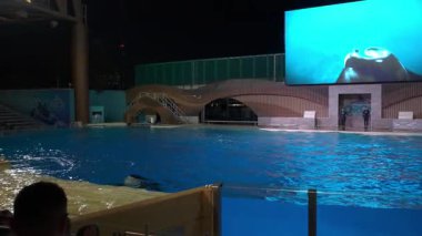 Orlando, Florida, ABD - 11.15.2024: Bir balina yüksek atlama yapar, parlak mavi bir havuzda su sıçratır. SeaWorld gece şovu seyirciyi ışık ve hareketlerle büyülüyor..