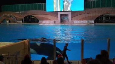 Orlando, Florida, ABD - 11.15.2024: Bir akşam programı sırasında eğitmenler, seyirciyi heyecan verici bir deneyimle meşgul ederken hayvanların zekasını ve çevikliğini gözler önüne sererek, Sea World Park 'taki balinalarla etkileşime giriyor.