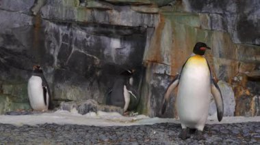 Penguenlerin paytak paytak yürümelerini ve kayalık ortamlarında etkileşimlerini izleyin. Öğleden sonra güneşi, bu deniz hayvan parkındaki neşeli doğalarını ve eşsiz davranışlarını aydınlatıyor..