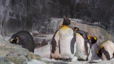 Kış ortamında bir grup penguenle büyüleyici bir karşılaşma yaşayın. Paytak paytak yürümelerini, etkileşim kurmalarını ve neşeli tavırlarını sergileyerek buzlu ortamlarının tadını çıkarmalarını izle..