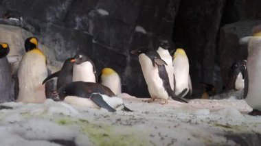 Penguenler soğuk çevrelerinde paytak paytak yürürler, yüzerler ve etkileşime girerler. Suya dalışlarını ve birbirleriyle sosyalleşmelerini izleyin. Canlı topluluklarının iç yüzünü anlamalarını sağlayın..