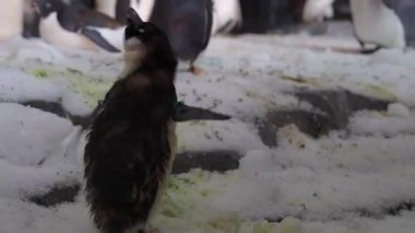 Büyüleyici penguenler karlı ortamlarını keşfederken ziyaretçiler güneşli bir öğleden sonra deniz parkında gözlemlerken neşeli davranışlar sergilerler..