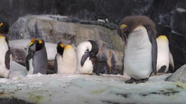 Bir grup penguenin soğuk ortamlarında etkileşimini izleyin. Benzersiz davranışlarını gözlemle ve bir deniz parkında kış öğleden sonrası boyunca onların tapılası varlığının tadını çıkar..